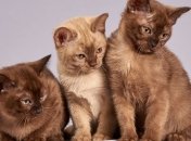 Всесвітній День котів: цікаві факти для справжніх любителів котів