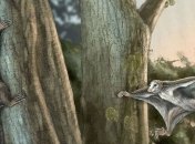 В Китае нашли планирующих млекопитающих юрского периода