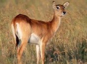 Антилопа продана на аукционе в ЮАР за рекордные 1,5 млн долларов 