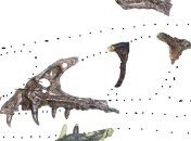 Японские археологи обнаружили останки последнего динозавра