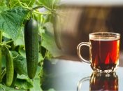 Виявляється, і від чаю на городі є користь