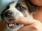 Ученые выяснили, кто чаще становится жертвой собачьих укусов