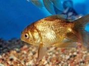 В мозге рыб обнаружили опасное вещество