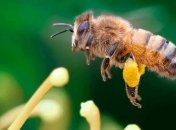 Среди пчел нашлись "правши" и "левши"