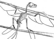 Птицы - родственники крокодилов