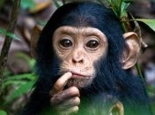 Ученые опровергли миф о происхождении человека