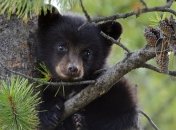 В Киевском зоопарке стартовал конкурс ''Дай имя медвежонку''