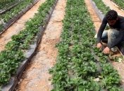 Из Польши депортируются 29 граждан Украины