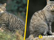 Лісовий кіт