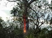 Очевидцы обнаружили горящее изнутри "дьявольское дерево" (Видео)