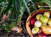 Чому у фермерів проблеми з цибулею