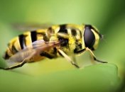 Пчелы помогут определить болезнь плодовых деревьев