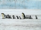 Антарктида может стать цветущим континентом: ученые объяснили, почему этому не стоит радоваться