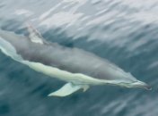 40 килограммов пластикового мусора - столько нашли в желудке мертвого клюворыла