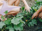 Чим поливати огірки, щоб не жовтіло листя