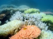 Большой барьерный риф исчезает