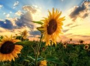 Погода в Украине 15 июля: на западе возможны дожди и грозы 