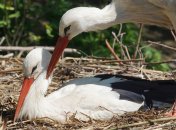 Белые аисты