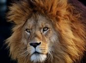 Ученые рассказали страшную новость о львах