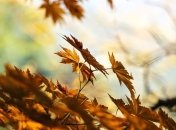 В Европе снег и мороз, а украинцам пообещали “синоптический мед”