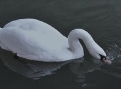 В нацпарке Черниговщины заметили стаю лебедей-шипунов