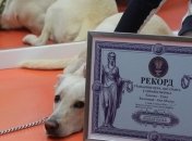Київський пес із притулку встановив національний рекорд