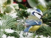 13 февраля - приметы и обряды в День святого Никиты