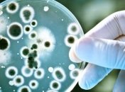 Ученым удалось создать живые сенсоры из бактерий