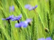 День Василиска: приметы и обряды на 4 июня