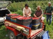 Малина увеличивает шансы зачать и нормально выносить ребенка