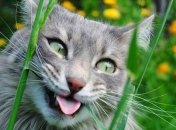 Забавные курьезы из жизни людей и животных непременно поднимут настроение 