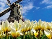 Знаменитые поля тюльпанов в Голландии закрыты на карантин, но там можно "погулять" онлайн (фото и видео)