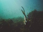 Гавайские острова под угрозой: новый вид водорослей активно заражает воду