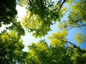 Психологічний тест з картинки