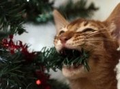 Ученые: почему кошкам нравится ронять новогоднюю елку (Видео)