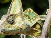 Нейробиологи: Хамелеоны управляют глазами по отдельности  