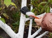 Как правильно белить деревья осенью - советы