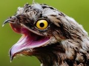 Исполинские козодои: немного фактов о птичке поту (Фото)