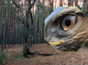 В лесах Киева можно найти редких хищных птиц