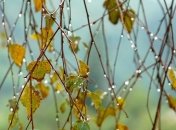 Прогноз погоды в Украине на 21 сентября: ожидаются дожди, местами с грозами 