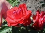 Ботанический сад в Алма-Аты предлагает интересные прогулки