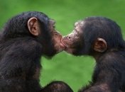 Сильный шимпанзе выбирает опытную самку