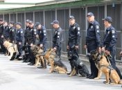 В Киеве за сутки полиция зафиксировала 337 преступлений