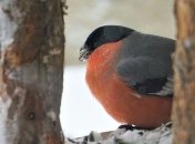 28 января - приметы и обряды в Павлов день