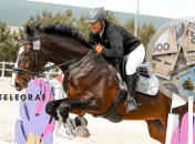 Жеребець бере участь у змаганнях