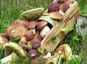 Гриби — важливий продукт багатьох страв