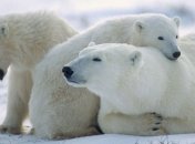 Белые медведи ставят новые рекорды подводного ныряния