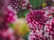 Что пожелать девушке на день рождения