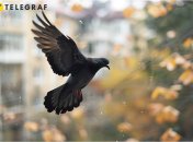 З птахами пов'язано багато прикмет (зображення створено за допомогою ШІ)