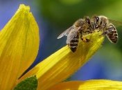 Укусила пчела: что делать, чтобы спастись от "яда"